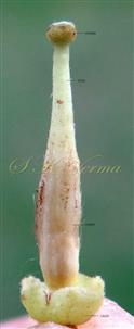  Pistil